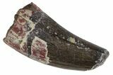 Fossil Phytosaur Tooth - Arizona #145004-1